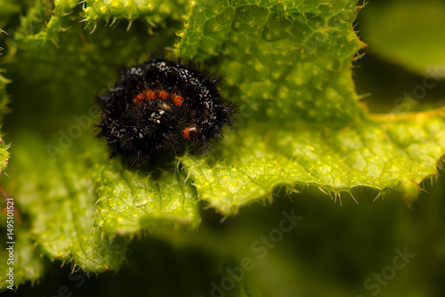 A caterpillar that will soon become a butterfly. Marsh Fritillary. Euphydryas aurinia. Green nature background. 