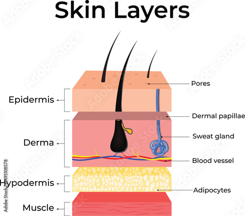 Detailed Illustration of Skin Layers Design Vector Illustration