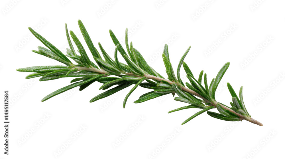 Fototapeta premium Fresh Rosemary Sprig: A vibrant, close-up view showcases a fragrant sprig of fresh rosemary, its needle-like leaves a rich green, embodying the essence of herbal freshness.