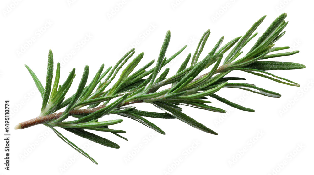 Fototapeta premium Rosemary Sprig: A close-up view of a fresh, vibrant sprig of rosemary, its aromatic leaves exuding freshness and culinary promise. A symbol of health and natural goodness.