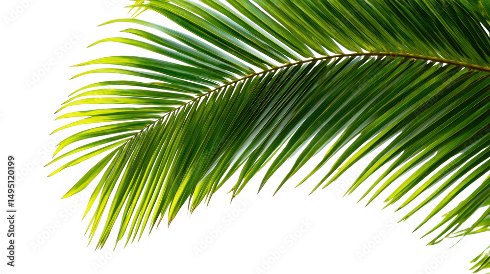 Obraz premium Palm Frond Close-Up: Vibrant green palm frond, detailed texture, tropical, summer, nature, leaf, foliage, plant, exotic, vacation, paradise, lush, green leaf, summer vibe, tropical leaf, close-up.