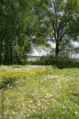 A fresh spring landscape, tall green birch trees and meadow flowering grasses and dandelions