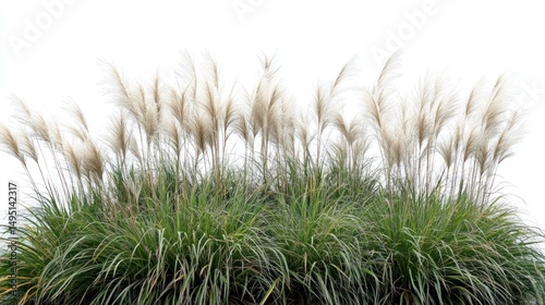 Pampas Grass in Bloom: A Stunning Display of Nature's Beauty