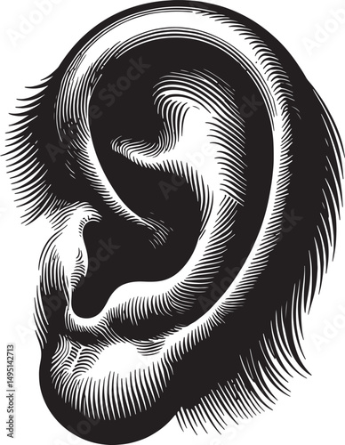 Detailed black and white illustration of a human ear with intricate line work design