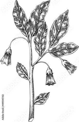 Scopolia plant sketch. Poisonous plant drawing. Henbane bell hand-drawn vector illustration. Witchcraft, love potions, folklore design element. NOT AI generated