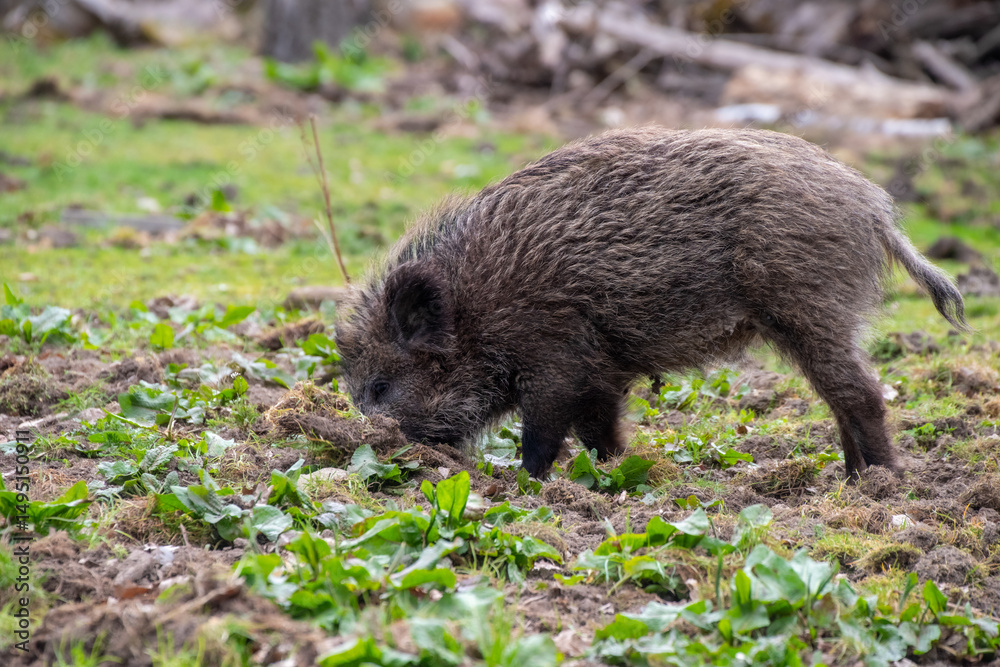 Naklejka premium Sus scrofa in Aktion – Jungtier durchwühlt den Waldboden