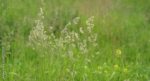 Fototapeta Naklejka Na Ścianę i Meble -  Wild flowers and herbs in summer meadow