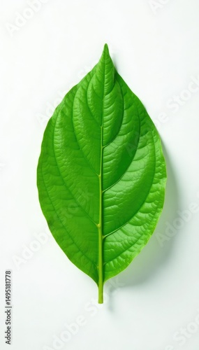 Single leaf with veins against white background, green, leaf shape