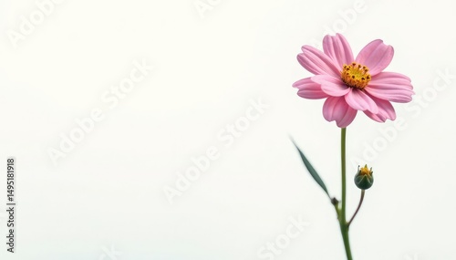 Single stem with flowers isolated on white background, nature, stem
