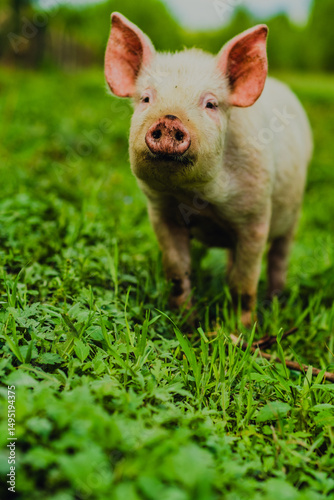 A farm pig stands in a lush green pasture surrounded by vibrant grass and trees The sun shines brightly as the pig snorts and looks around enjoying its day outdoors