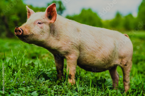 A farm pig stands in a lush green pasture surrounded by vibrant grass and trees The sun shines brightly as the pig snorts and looks around enjoying its day outdoors