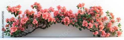 Pink Bougainvillea Vine on White Wall