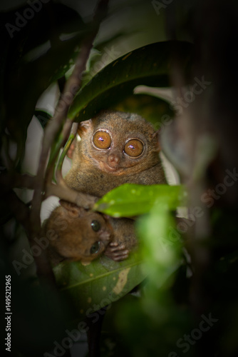 Tarsier