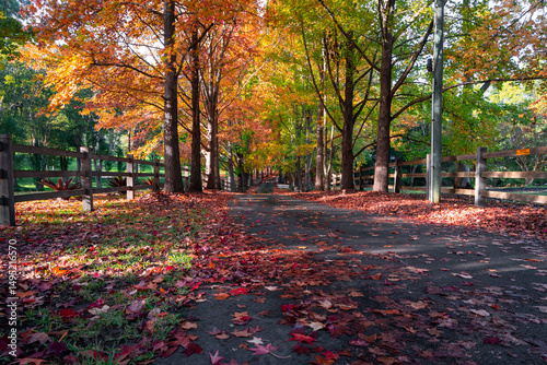 Fototapeta Naklejka Na Ścianę i Meble -  A small road with colorful autumn foliage.