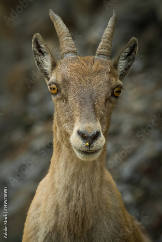 Rupicapra Alpestre