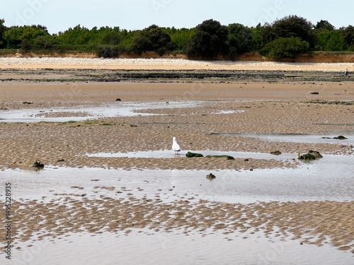 Pêche à pied au phare de Chauveau