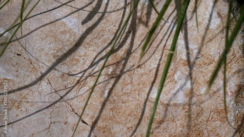 A plant in front of a rock sways in the wind