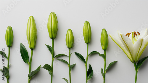 vector illustration of an abstract background with leaves