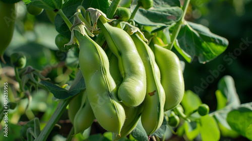 Ready-to-pick broad bean pods on the plant. Fresh, green fava beans growing in the garden.