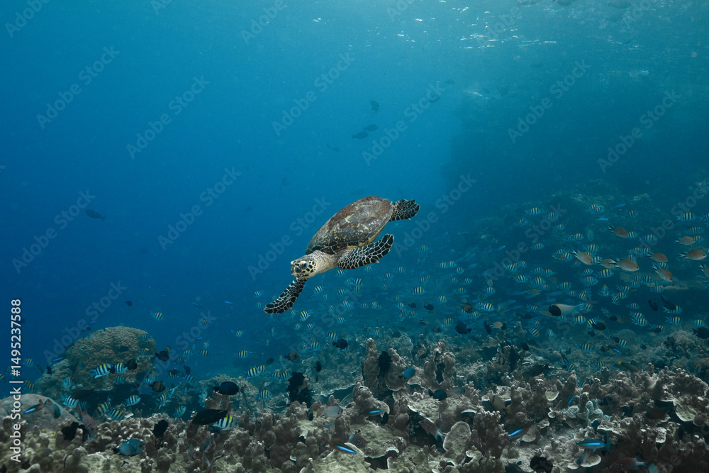 Sea turtle. Incredibly wondrous underwater world of West Papua. West Papua diving is breathtakingly spectacular, and truly unforgettable Sea turtle. Incredibly wondrous underwater world of West Papua. West Papua diving is breathtakingly spectacular, and truly unforgettable