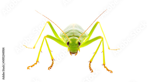 Vibrant Green Beetle Isolated on Transparent Background - Detailed Insect Photography