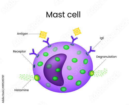 Mast Cell and Allergic Response