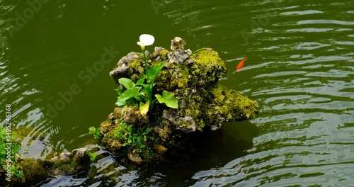 A small rock formation rises from green, still pond, single white calla lily and bright green leaves. Nearby orange fish swims in calm water pop of color atmosphere. Nature balance, meditative moment