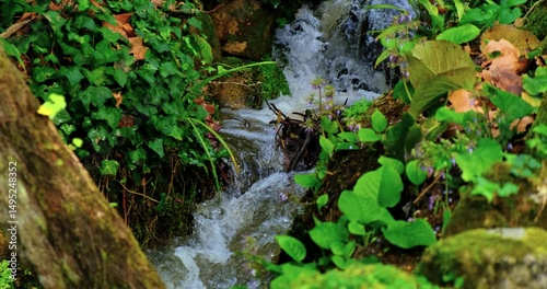 A gentle woodland stream winds through lush undergrowth, framed by ivy, mossy stones, and scattered leaves. The soft rush of water and wild greenery create a peaceful, earthy mood, wild forest plants