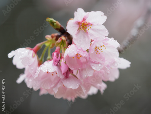 Close-up of light pink sakura flowers with glistening water drops.