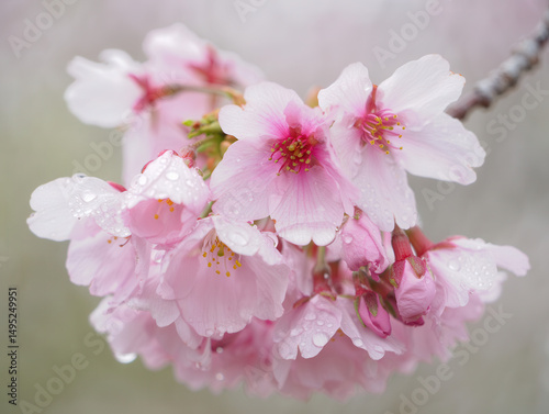 Serene pink cherry blossoms, fresh dew drops on petals.