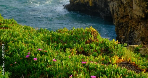 A vibrant patch of ice plants clings to the edge, sunlit cliff in Cascais, Portugal. Their fleshy green leaves and scattered magenta blooms overlook the churning Atlantic below, framed by rugged stone
