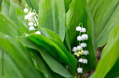 Blooming lily of the valley flowers in the spring garden.
