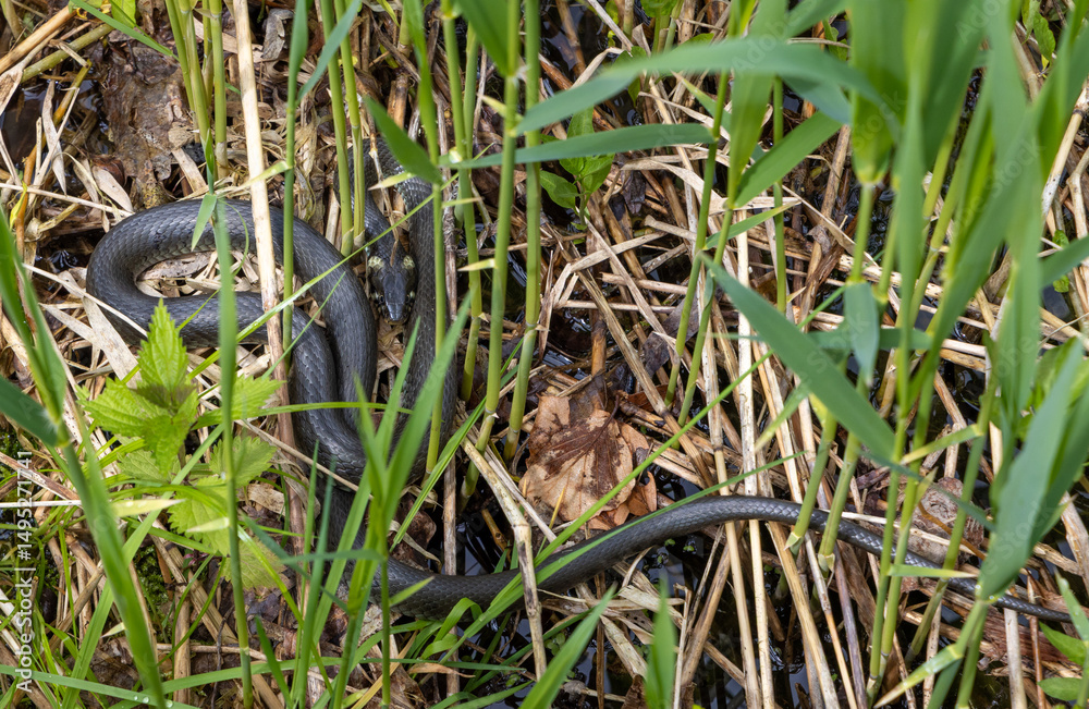 A snake hiding in the grass A snake hiding in the grass