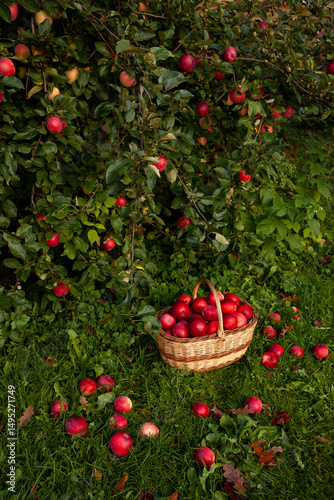 Red apples in basket under apple tree.