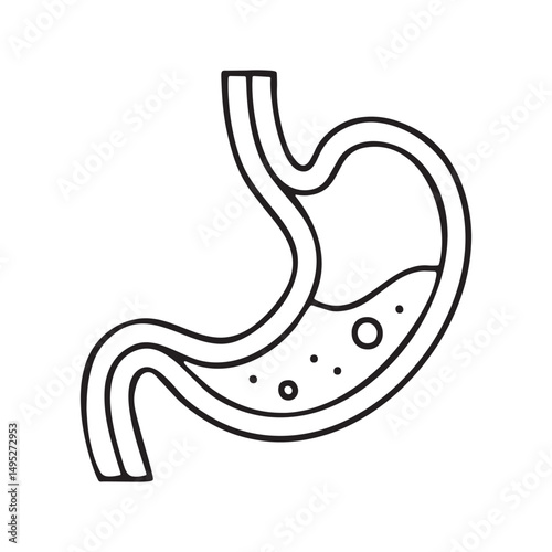 Simple outline of the human stomach showing internal organs and digestive system processes