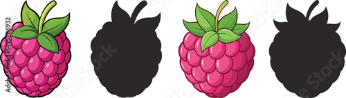 A colorful illustration of a raspberry including both a color image and a silhouette