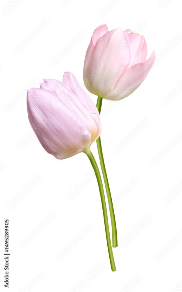 Fototapeta premium Beautiful colorful tulips isolated on white. Spring flowers