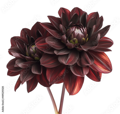 Dark burgundy dahlia flowers with petal textures image isolated transparent. Maroon floral specimen cut out photo png. Blooms. Asteraceae perennial cutout element object photography