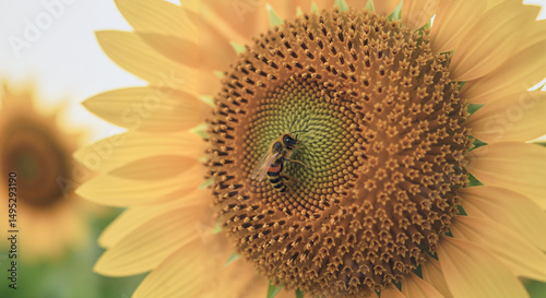 Close-up of bee pollinating sunflower head in summer field