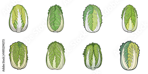 Vector illustration of multiple Chinese cabbages, outline