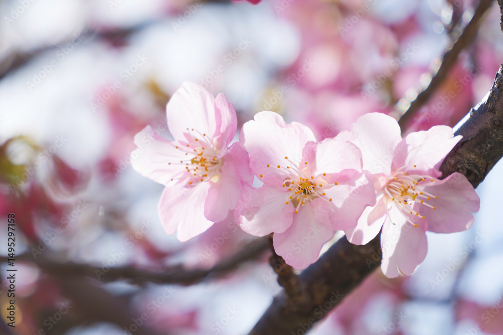 Fototapeta premium Kawazu-zakura in Kyoto, close-up of cherry petals