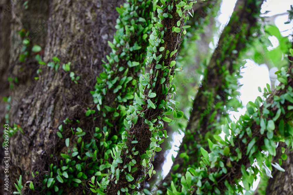 Obraz premium Low angle view of Drymoglossum piloselloides&nbsp;(L.) Presl growing on tree