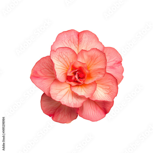 Close-up of a begonia flower transparent