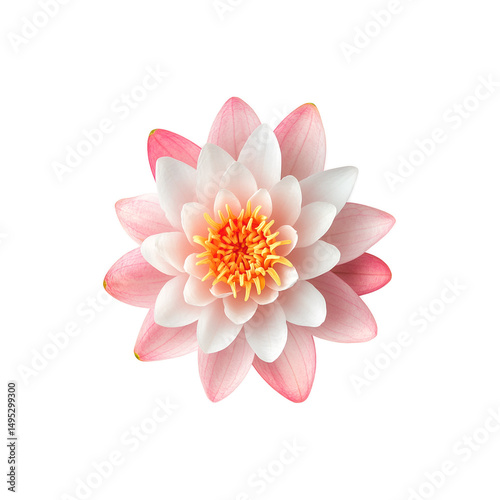 Close-up of a lotus flower transparent