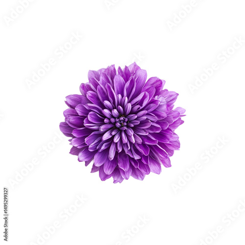 Close-up of a violet flower transparent