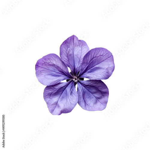 Close-up of a lavender flower transparent