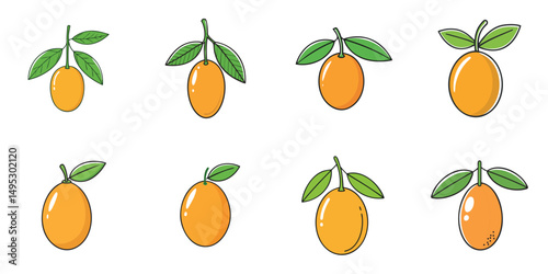 Vector illustration of multiple kumquats, outline