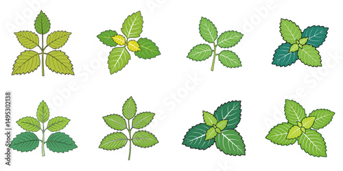 Vector illustration of multiple lemon balms, outline