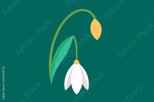 white lily flower
