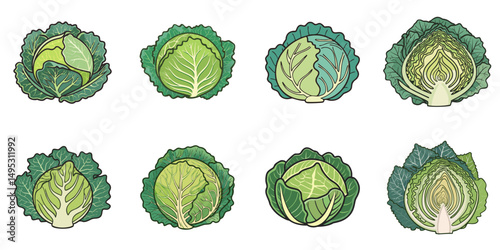 Vector illustration of multiple cabbages, outline